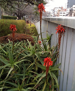 e0168016_1803186.jpg