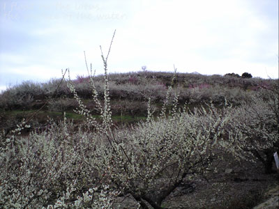 b0075318_12464689.jpg