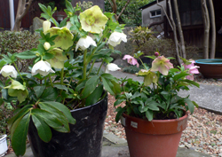 f0060424_010192.jpg