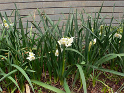 f0060424_0121150.jpg