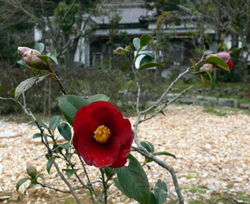 f0060424_084635.jpg