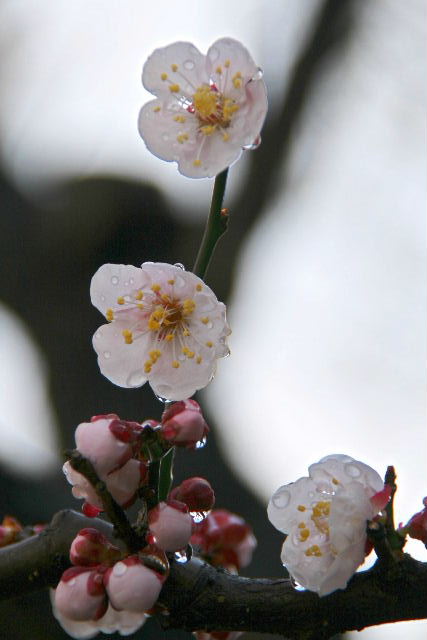 e0064133_2314578.jpg
