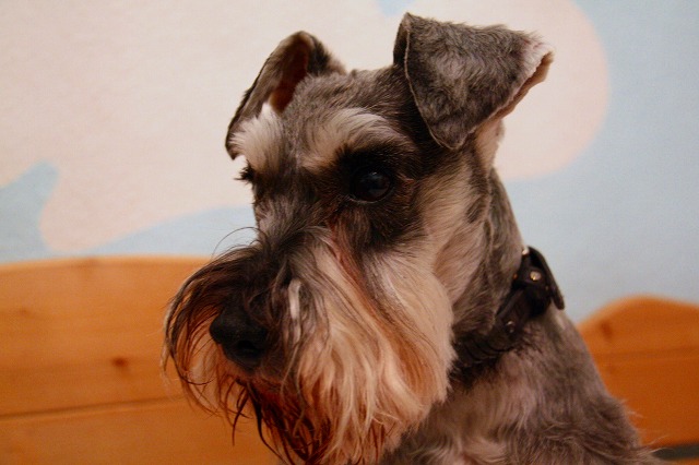 c0153740_3431419.jpg