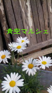 a0149243_19484945.jpg