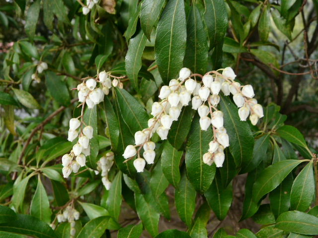 e0145782_17342180.jpg