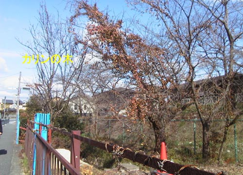 d0053294_0234379.jpg