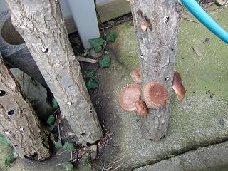 c0187298_22445575.jpg