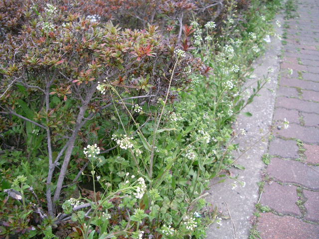 e0025300_1875455.jpg