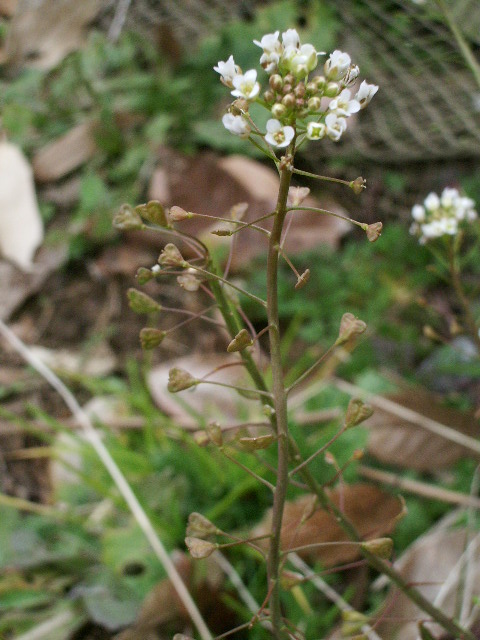 e0025300_188174.jpg