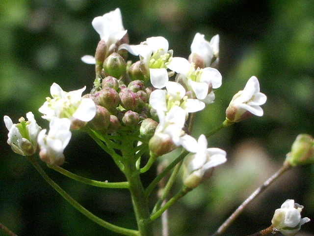e0025300_1883080.jpg