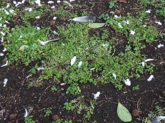 e0130008_2051591.jpg