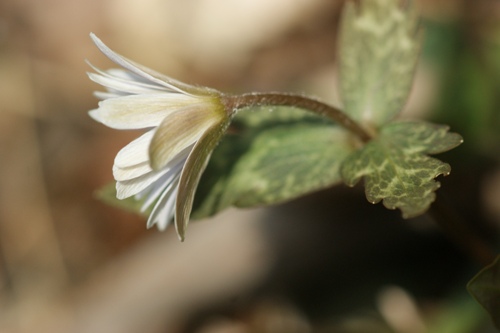 c0042418_9313770.jpg