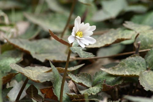 c0042418_9315816.jpg
