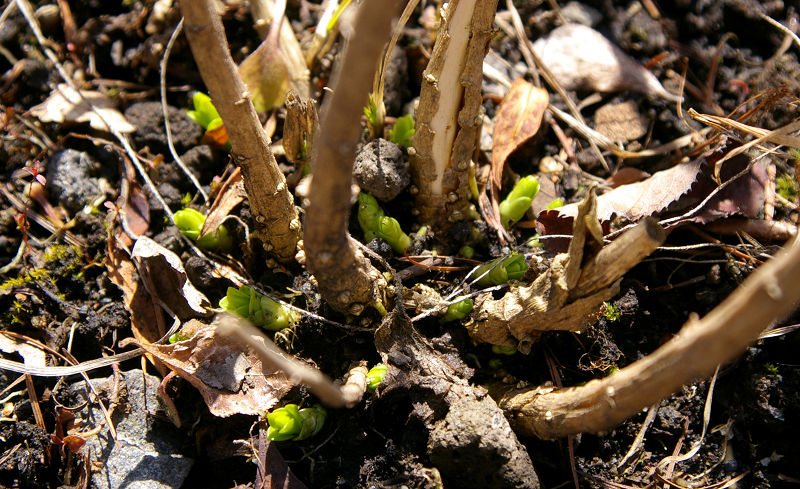 e0136424_124191.jpg