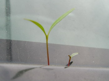c0183137_2140991.jpg