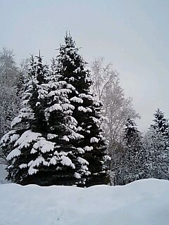 c0117239_11513336.jpg