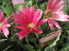 a0132041_1846136.jpg