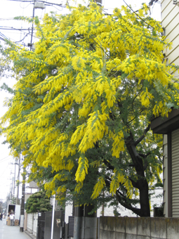 a0115142_011409.jpg