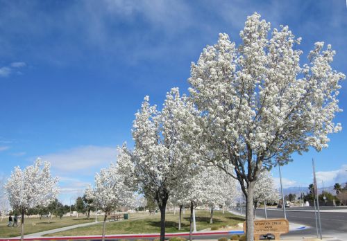 c0181652_106798.jpg