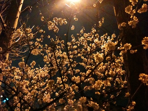 e0122156_094156.jpg