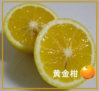 e0141159_21193372.jpg