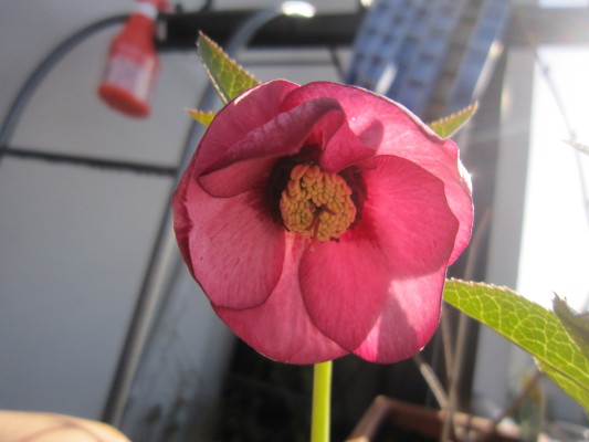 c0202870_921214.jpg