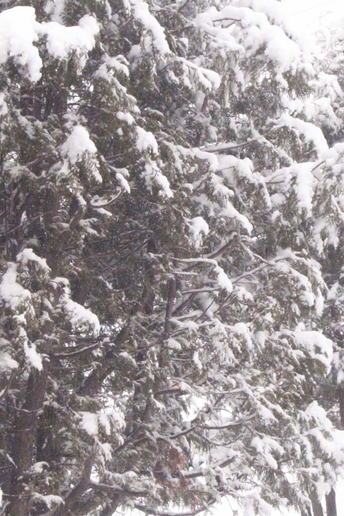 b0142688_8593336.jpg