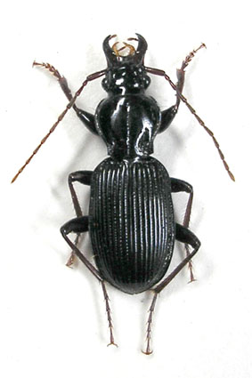 e0083097_2342415.jpg