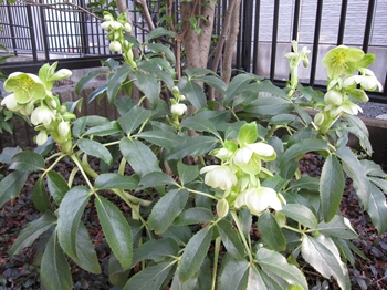 b0186899_2353498.jpg