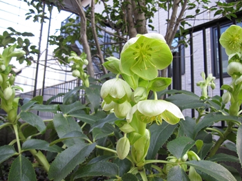 b0186899_235491.jpg