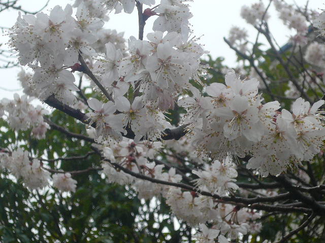 e0026017_1336454.jpg