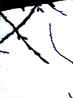 d0031853_1742136.jpg