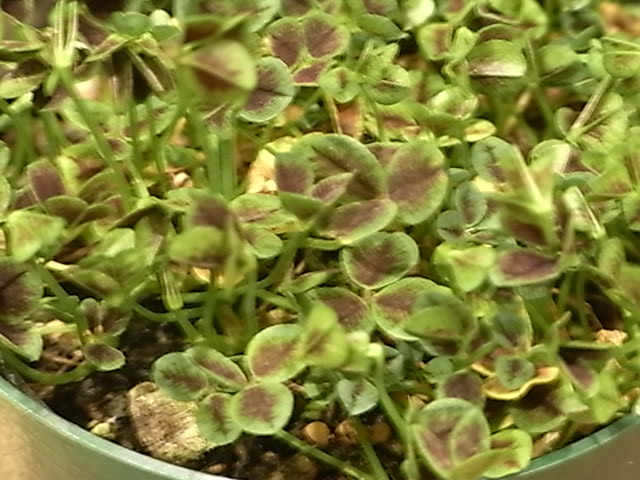 e0196261_0483660.jpg