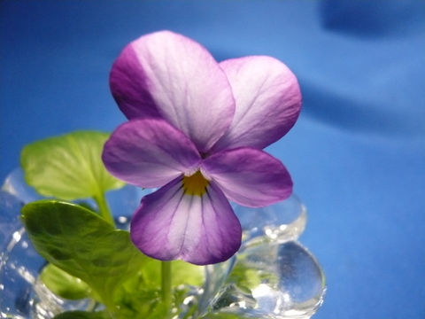 f0135269_1626710.jpg