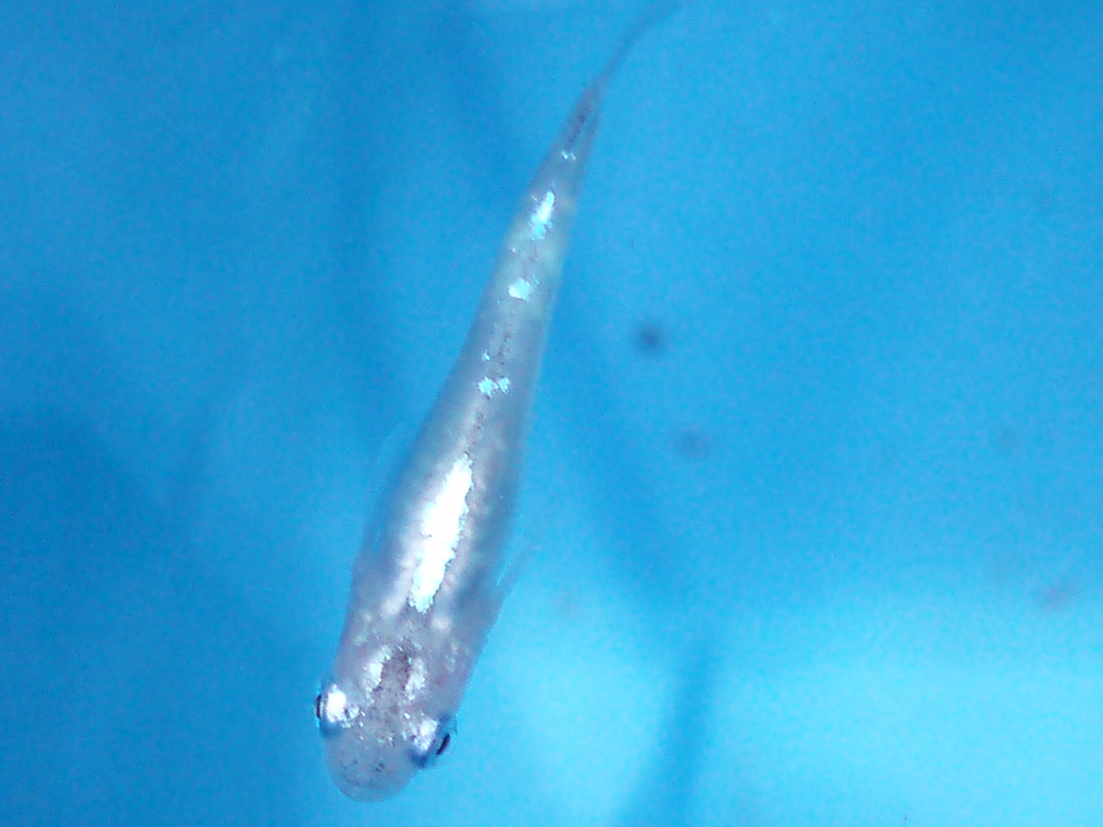 e0192991_22541112.jpg