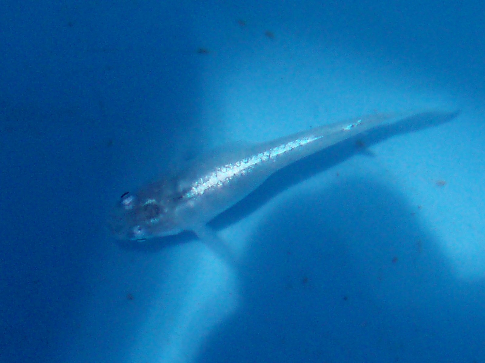 e0192991_23162732.jpg