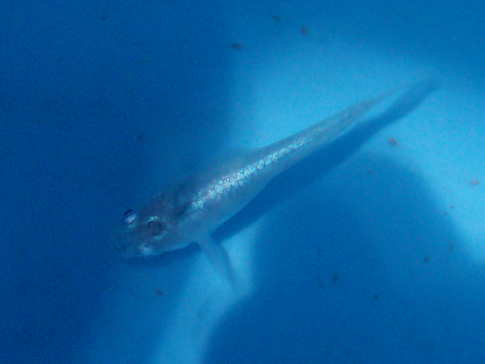 e0192991_23164011.jpg