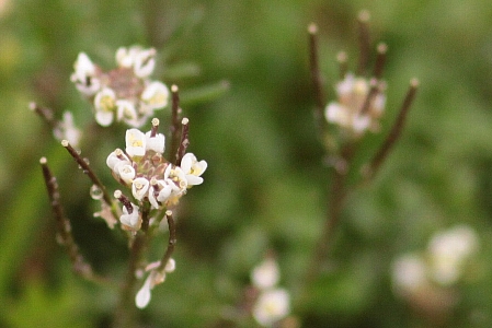 d0133693_2017229.jpg