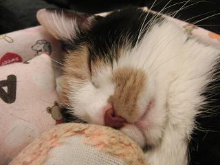 c0201113_1652483.jpg