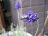 f0139520_17123236.jpg