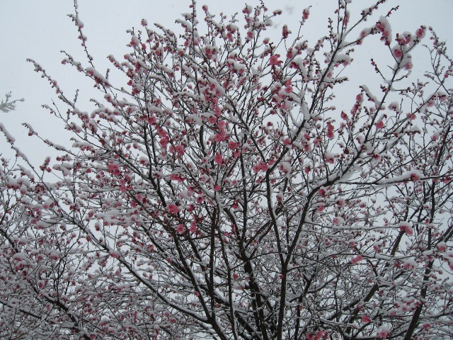 c0115922_14121515.jpg