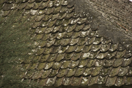 b0006449_114782.jpg