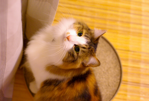 a0067056_4193923.jpg