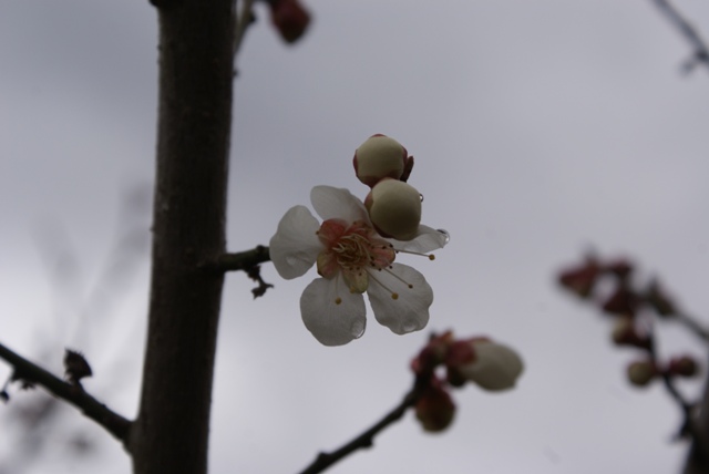 a0091666_20594729.jpg