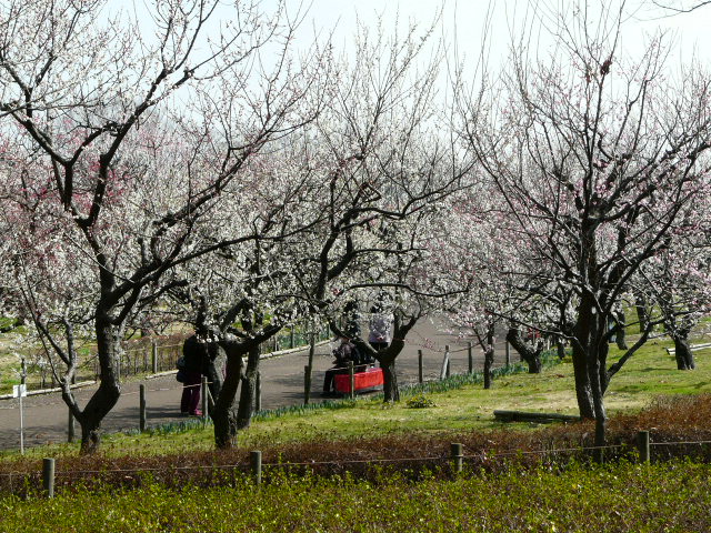 e0145782_16213477.jpg