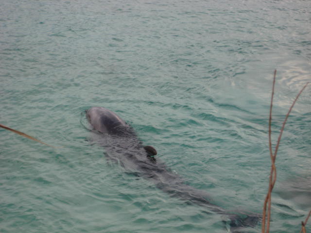 e0166032_20285456.jpg