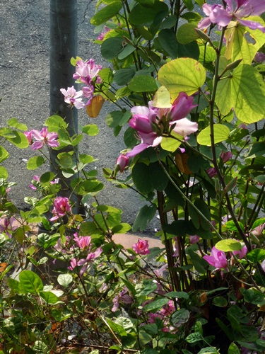 d0037233_117036.jpg
