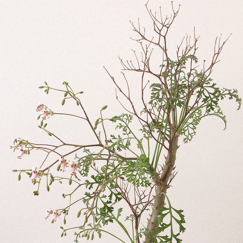 a0149642_13522147.jpg