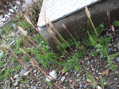e0176158_23201631.jpg