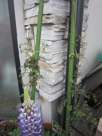 c0202870_101015.jpg
